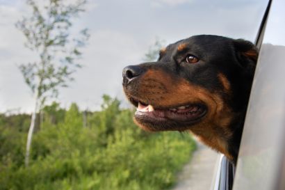 Dog with its head out the window of a truck