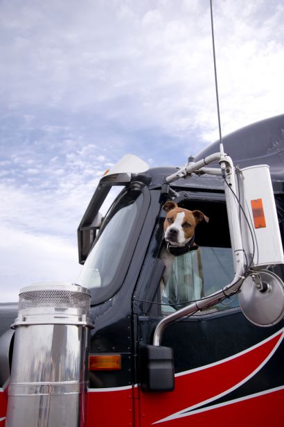 Dog with its head out the window of a semi